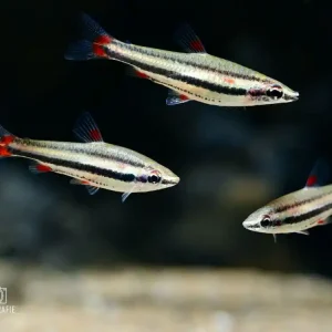 Kracherpreis Dreibinden-Ziersalmler (Nannostomus trifasciatus)